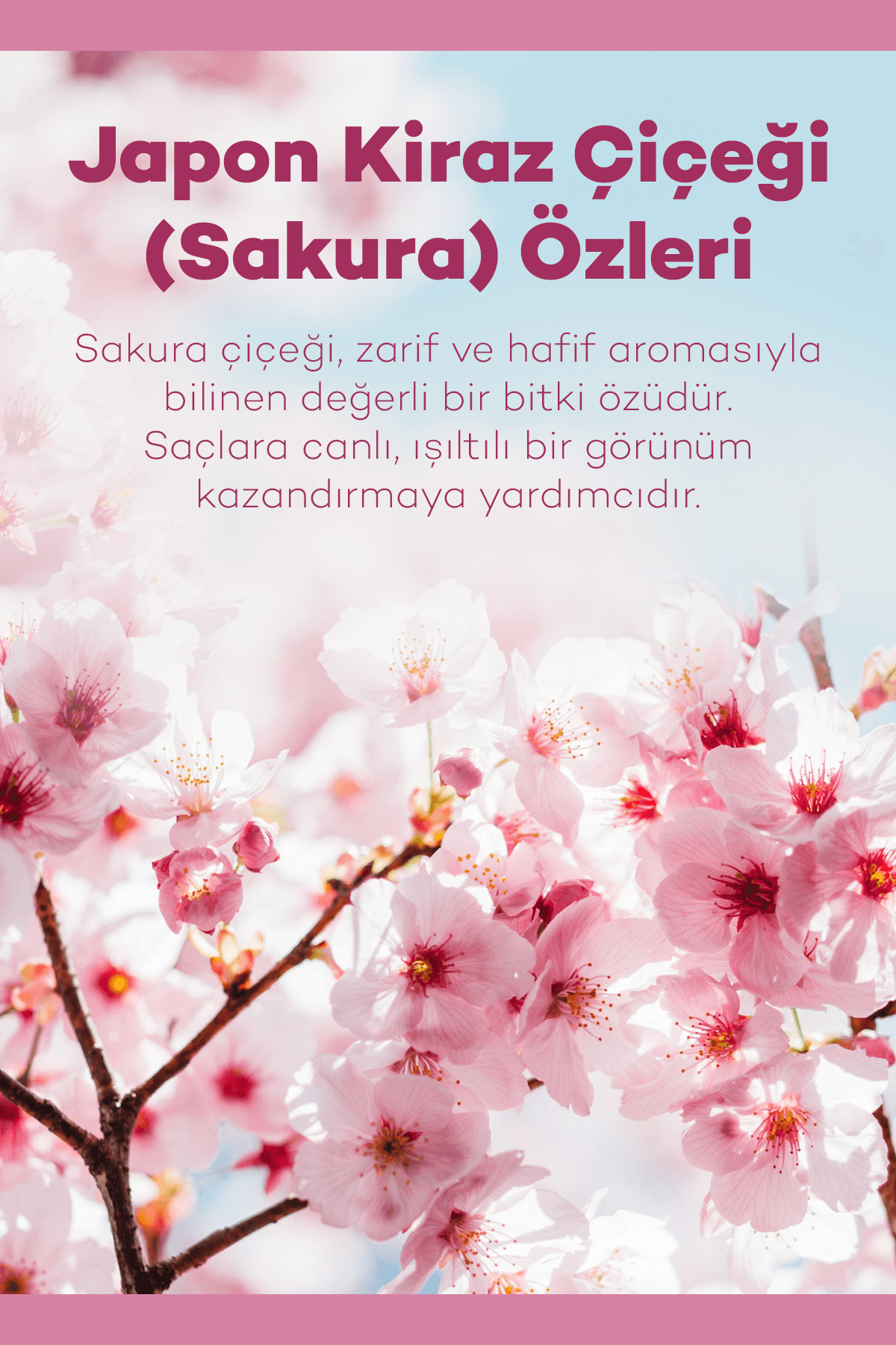 Japon Kiraz Çiçeği Saç Sirkesi 200 ml 3