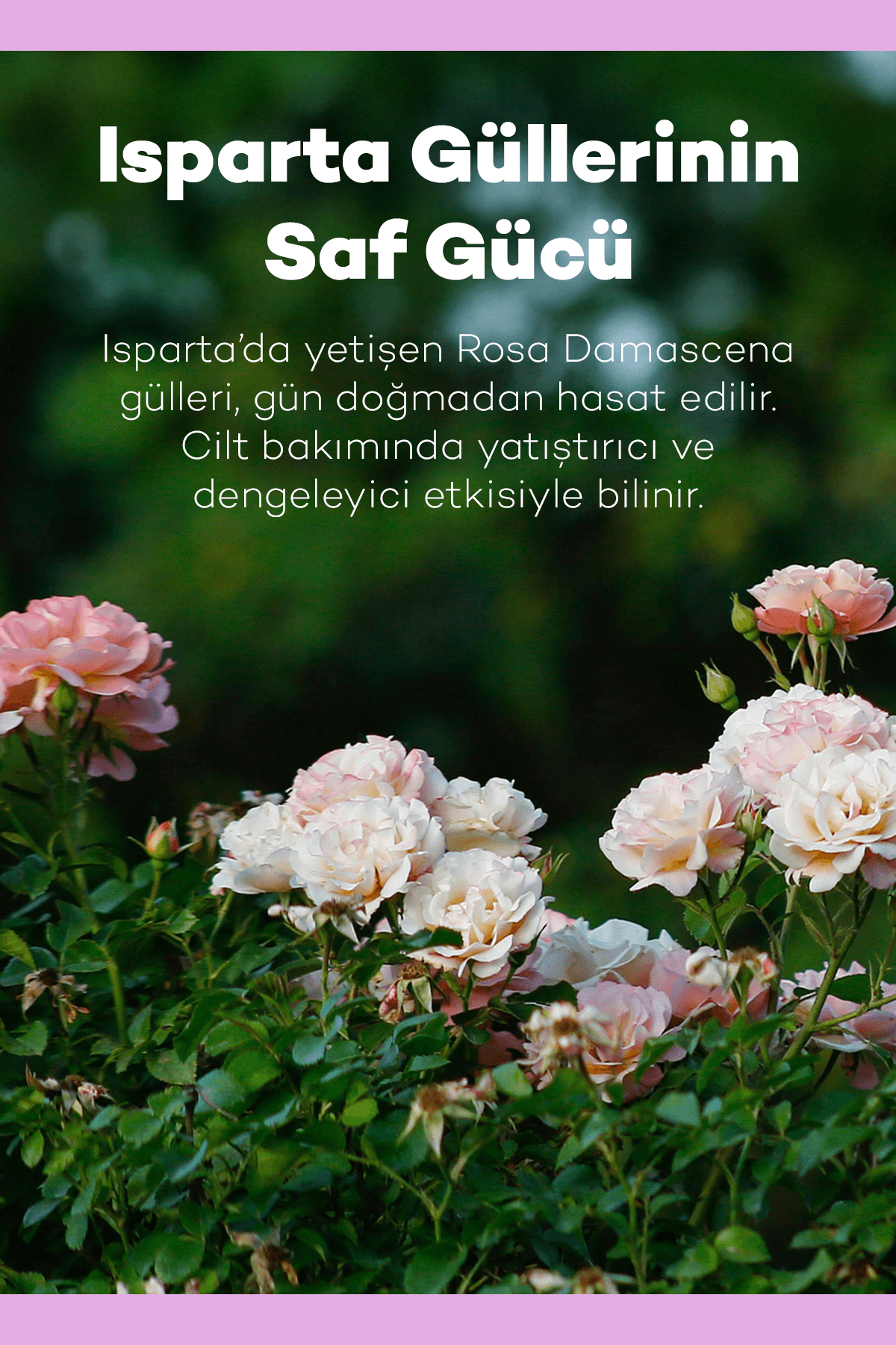 Saf Gül Mayası Tonik 200 ml 3