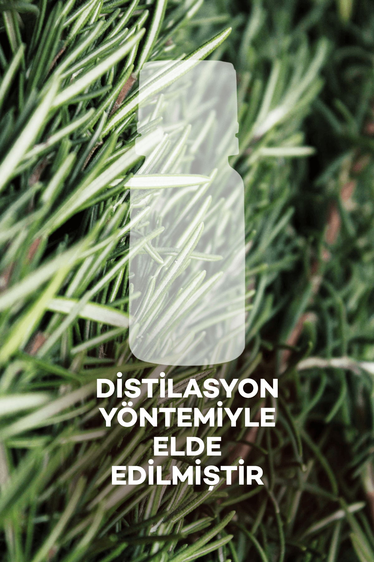 Biberiye Yağı 10 ml 2