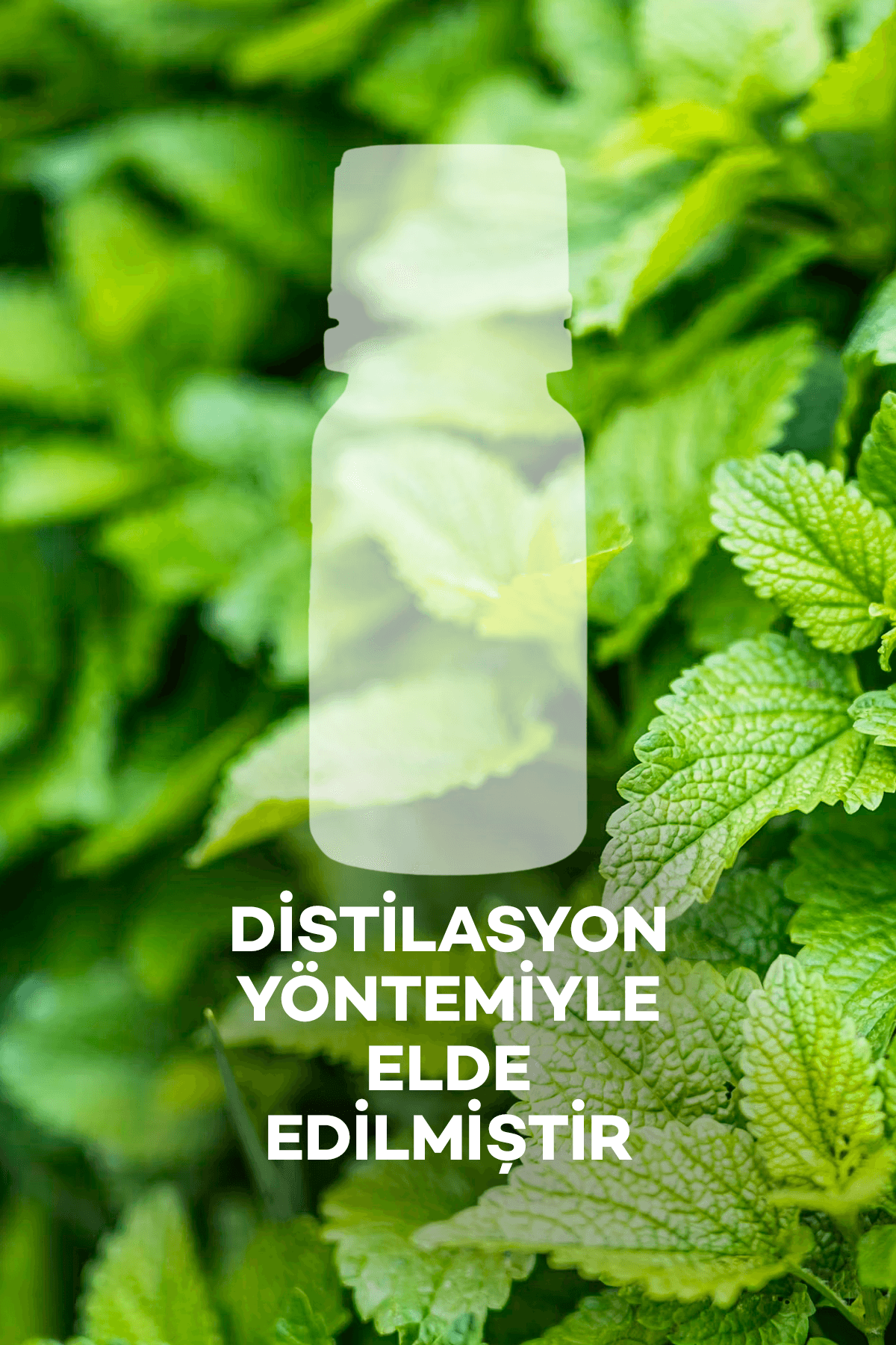 Melisa Yağı 10 ml 2